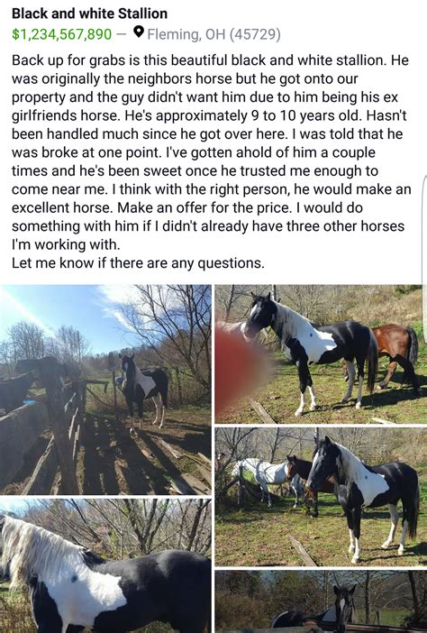 see also. . Craigslist horses